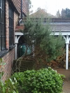 Cuckfield Rosemary